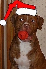 A brown with white American Pit Bull Terrier is sitting in front of a wall with a ball in his mouth and a drawn on santa hat