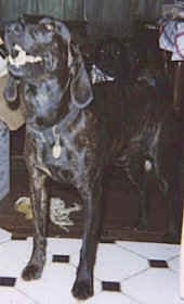 Front side view - A shiny-coated, black with white Plott Hound is standing on a tiled floor and it is looking up and to the left. Its mouth is open. There is another dog laying behind it in the background.