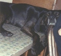 A black Plott Hound is laying across a cabinet and its head is on a chair.