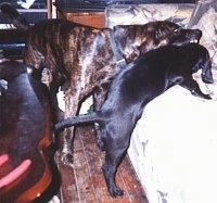 A black Plott Hound puppy is being helped onto a bed by a tiger-striped brindle dog. Both dogs have shiny coats.