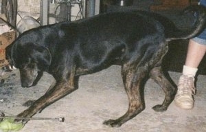 Side view A black with tan Plott Hound is digging at a piece of lettuce on a tan carpeted floor.