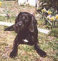 Front view - A black with white Plott Hound puppy is laying in grass and its head is slightly tilted to the right. There are yellow daffodil flowers growing next to it.