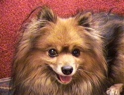 head shot - A brown with black Pomeranian is laying on a carpet and it is looking forward. Its mouth is open and its tongue is out.