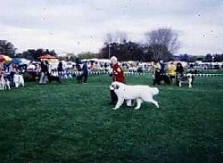 A Great Pyrenees is trotting around outside in a dog show ring with a person in a red coat next to it.