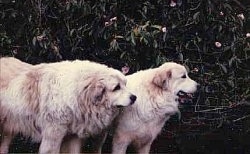 Two Great Pyrenees are standing in front of a large bush