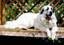 A Great Pyrenees is laying on a wooden deck looking happy.