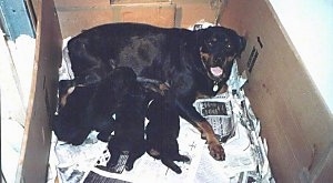 A black and tan Rottweiler is laying against the back of a whelping box and a litter of Rottweiler puppies are nursing.