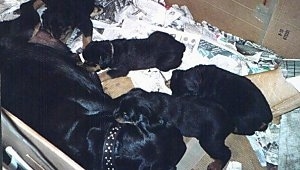 The back of a black and tan Rottweiler that is laying against the back of a whelping box. There are Rottweiler Puppies nursing and some are just sleeping in the box.