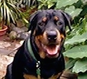 Close up - A black and tan Rottweiler is sitting on a brick porch. Behind it is potted plants. It is looking forward, its mouth is open and it is smiling.