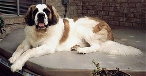 A huge brown and white with black Saint Bernard is laying across the top of a closed hot tub looking forward, its mouth is open and tongue is out.