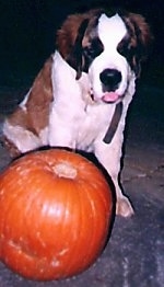 Front view - A brown and white with black Saint Bernard puppy is sitting behind a pumpkin. It is looking down, its mouth is open and tongue is out.