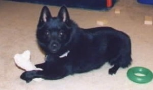 A black Schipperke is laying across a carpet and it is looking forward. It has a boen in between its front paws and a green ring chew toy behind it.