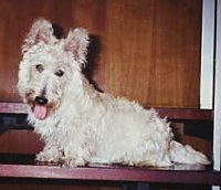 The left side of a White Scottish Terrier dog sitting on a step and it is looking forward. Its mouth is open and its tongue is sticking out. It has a thick coat and rounded perk ears.
