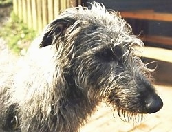 Close up head shot - A grey Scottish Deerhound is standing on a wooden porch, it is looking down and to the right.