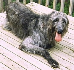 Front view - A wiry grey Scottish Deerhound is laying down on a hardwood porch and it is looking forward. Its mouth is open and its tongue is out.