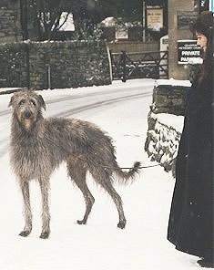 The left side of a grey Scottish Deerhound is standing in snow and it is looking forward. There is a person to the right of the dog looking down at it. The dog has long legs.