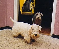 A short, white Sealyham Terrier is standing across a carpeted surface and it is looking forward. There is another Sealyham Terrier in the background that is standing at a doorway.