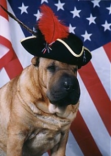 A big wide chested, tan Chinese Shar-Pei is sitiing in front of an American Flag and it is wearing a black and  red with gold captains hat.