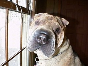Close up - A large headed, tan Chinese Shar-Pei is sitting on a carpet, in front of a window and it is looking forward. The dog has a large square head and small ears with a big nose.