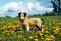 The left side of a tan with white Shetland Sheepdog that is standing in a field of flowers. It is looking forward.