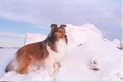 The right side of a brown with white Shetland Sheepdog that is standing next to a pile of snow. The pile of snow is as big as the dog. The dog looks like a collie.
