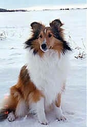 A brown, black and white Shetland Sheepdog is sitting in snow and it is looking to the left.