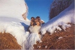 A brown with white Shetland Sheepdog is laying in between two hay bales that are covered in snow and the dog is looking forward.