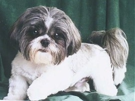The left side of a white and grey Shih Tzu that is laying across a green backdrop. It has a shaved body and longer hair on its tail and ears and big round eyes with a black nose.
