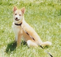 The left side of a tan with white Shiba Inu puppy that is sitting in grass and it is looking forward.