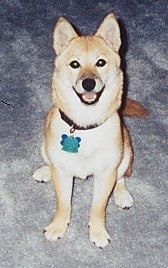Front view - A tan with white Shiba Inu is sitting on a carpeted surface, it is looking up, its mouth is open and it looks like it is smiling.