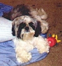 A black and white Shih Tzu dog is laying across a blue blanket, it is looking up and forward. There is a red toy to the right of it.