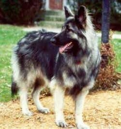 Front side view - A black with tan Shiloh Shepherd is standing in dirt, it is looking to the left, its mouth is slightly open and it is sticking its tongue out.