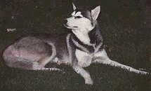 The right side of a black, grey and white Siberian Husky that is laying in grass and it is looking to the left.