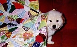 A white with tan puppy is standing across a red couch and it has a blanket over its back.