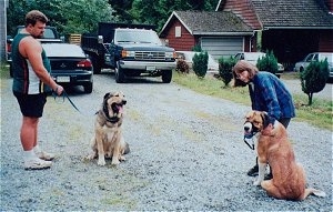 A man is holding the leash of a black and tan Spanish Mastiff and a lady is holding the leash of a brown with black and white Spanish Mastiff. Both dogs are panting and sitting in a driveway that has three cars in it and a red house to the right.