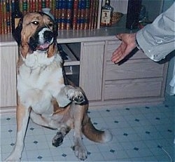 A brown with black and white Spanish Mastiff is sitting on a tiled floor and lifting up its right paw. There is a person sticking out there hand.
