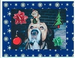 Close up - A brown with black white Spanish Mastiff is sitting on a carpet next to a bed, it is looking forward and it has a teddy bear on its head. Overlayed on the image is a red ribbon, green ribbon, a drawn christmas tree and a drawn red ball.