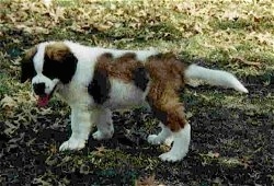 The left side of a brown and white with black Saint Bernard puppy that is standing across grass. It is looking forward and it is panting. Its tail is level with its body.