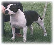 The front left side of a black and white Staffordshire Bull Terrier dog standing across a field and it is looking to the left. There is a person kneeling behind it.