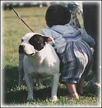 A thick bodied, black and white Staffordshire Bull Terrier is standing in a field, next to a toddler and it is looking to the left. The dog's ears are pinned back.