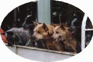 Five Australian Stumpy Tail Cattle Dogs are standing behind a small wall and they are looking over the edge.