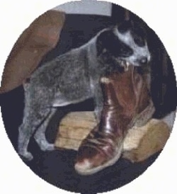 A black and white Australian Stumpy Tail Cattle Dog puppy standing on a wooden log chewing on a person's brown boot.