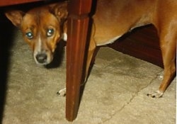 A brown with white and black Telomian dog standing under a table with its head level to its body and it is looking forward. The dogs front legs are shorter than its back legs.