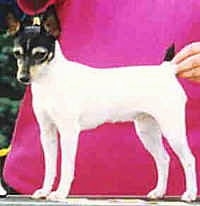 The left side of a white with black and tan Toy Fox Terrier that is standing across a table being posed in a show stack. It is looking down and there is a person in a pink shirt standing behind it and holding its tail.