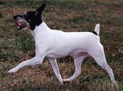 The left side of a white with black and tan Toy Fox Terrier is running across a grass surface and its mouth is wide open. The dog's small docked tail is up.