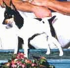 The front left side of a white with black and tan Toy Fox Terrier dog standing across a table surface, there is a flower bouquet in front of it, and it is looking down.