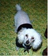 Top down view of a white Toy Poodle dog that is wearing a black shirt, it is looking up and its head is slightly tilted to the right. It has longer hair on its long drop ears and round dark eyes.