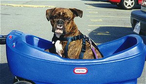 The left side of a dark brown brindle with white Valley Bulldog that is sitting in a blue wagon, it is wearing a blue harness and it is looking forward. The dog has a large underbite and its bottom teeth are showing.