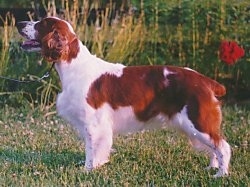 The left side of a brown with white Welsh Springer Spaniel that is standing in grass. Its mouth is open and it looks like it is smiling. The dog's tail is docked short.