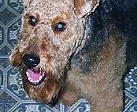 Close up head shot - A brown with black Welsh Terrier that is standing on a couch and its mouth is open.